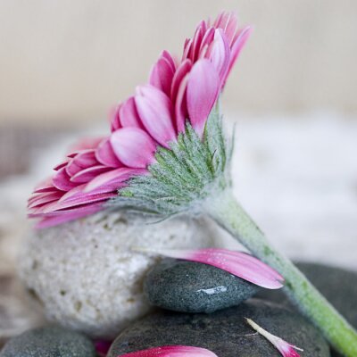 Grote bloem op stenen