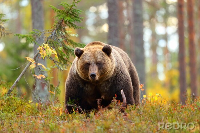 Fotobehang Grote bruine beer in een bos die camera bekijken