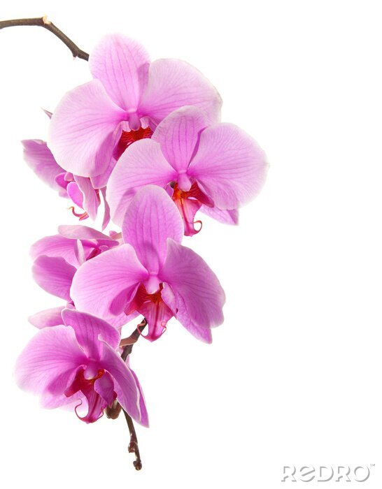 Fotobehang Grote orchideebloemen