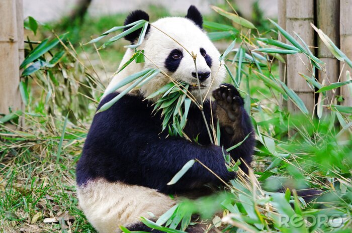 Fotobehang Grote panda eet bamboe
