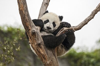 Fotobehang Grote panda in een boom