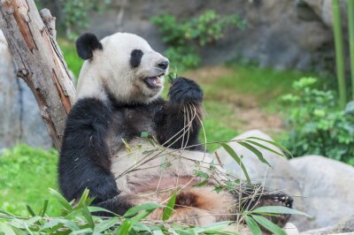 Fotobehang Grote panda leunend tegen een boom