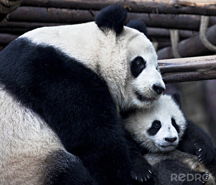 Fotobehang Grote panda met kind