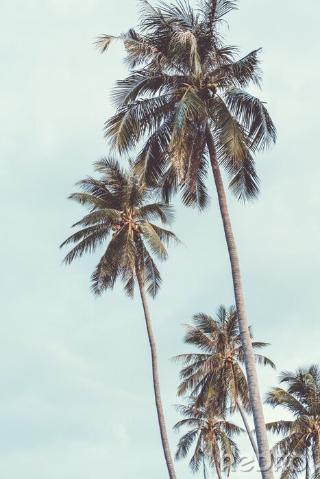 Fotobehang Grote tropische palmbomen