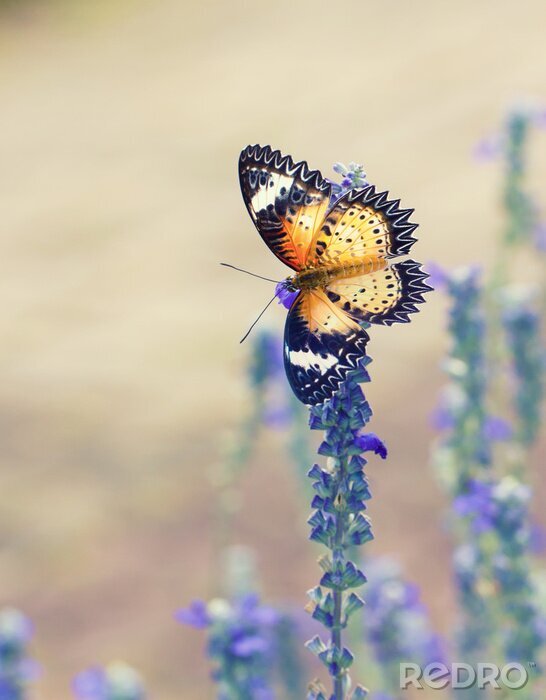 Fotobehang Grote vlinder op lavendel