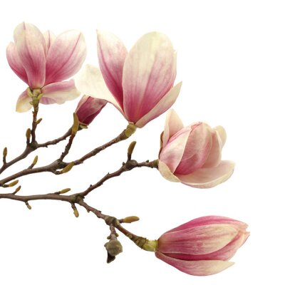 Fotobehang Grote volle magnolia's