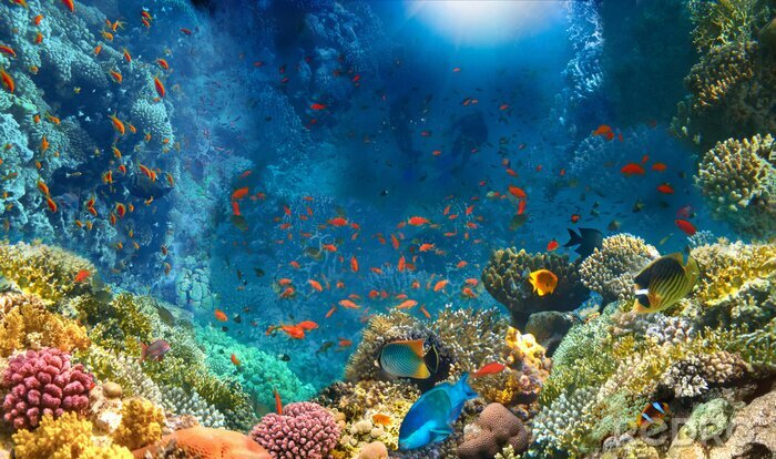 Fotobehang Group of scuba divers exploring coral reef. Underwater sports and tropical vacation concept