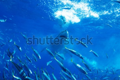 Fotobehang Haai en school vissen