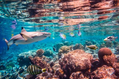 Fotobehang Haaien vissen en koraalrif