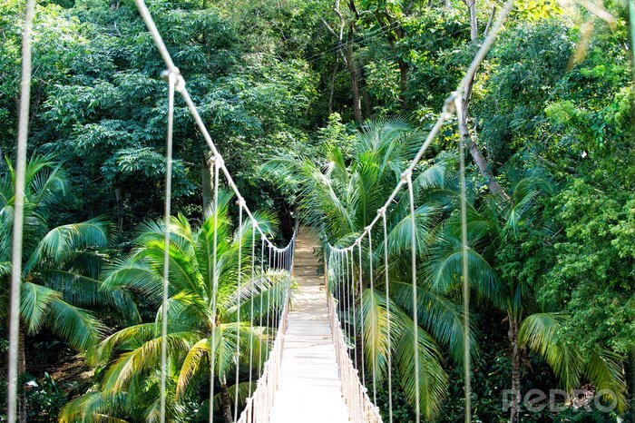 Fotobehang Hangende brug in de jungle