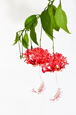 Fotobehang Hangende roze bloem