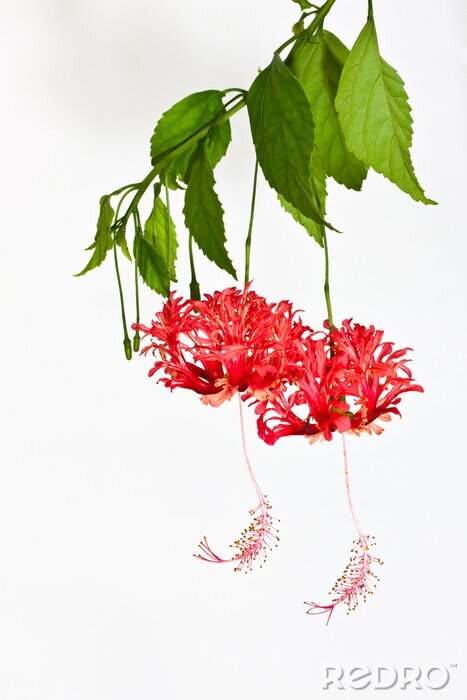 Fotobehang Hangende roze bloem