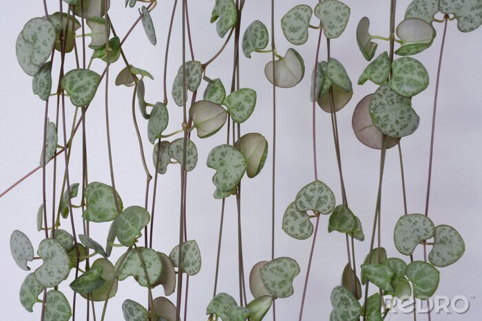 Fotobehang Hartvormige planten