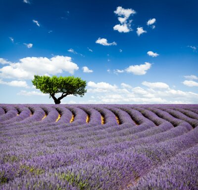 Fotobehang Hectaren lavendel en een groene boom