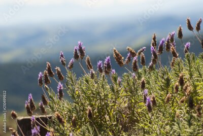 Fotobehang Heide op een wazige achtergrond