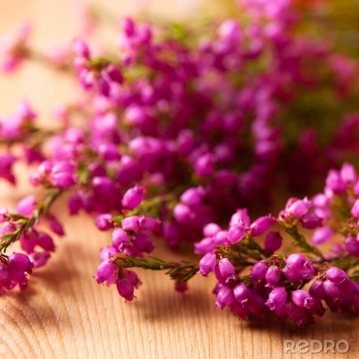 Fotobehang Heideplantje als natuur