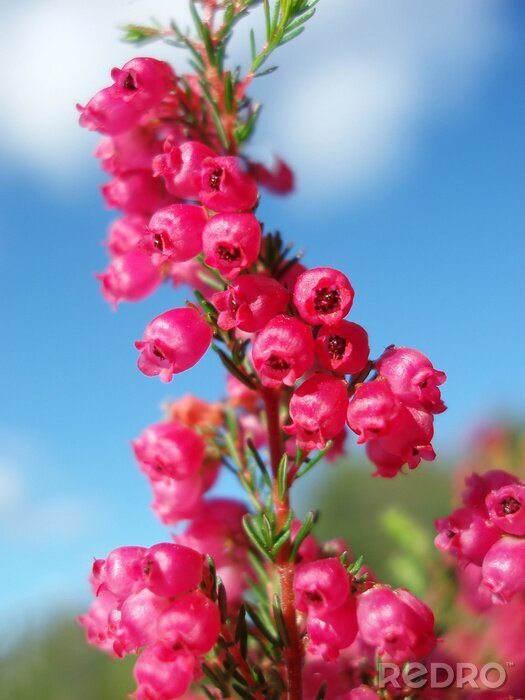 Fotobehang Heideplantje in close-up