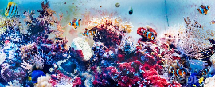 Fotobehang Helder koraalrif