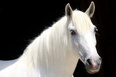 Fotobehang Helder paard op zwarte achtergrond