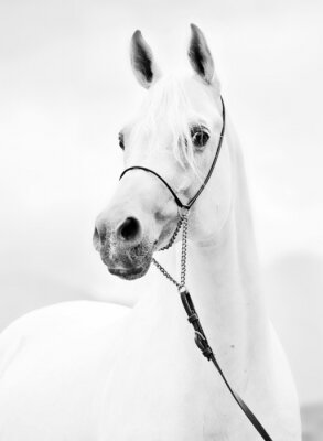 Fotobehang Helder paardenportret