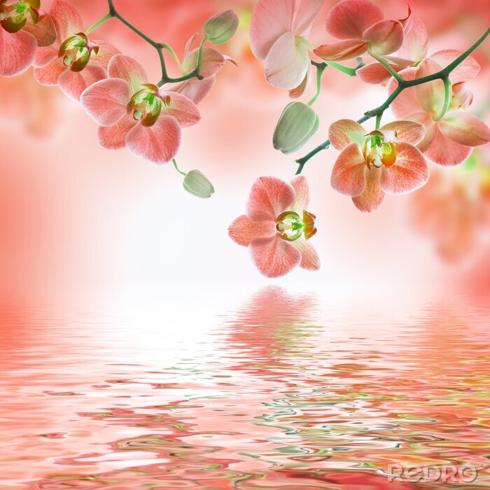 Fotobehang Helder roze orchideeën bij het water
