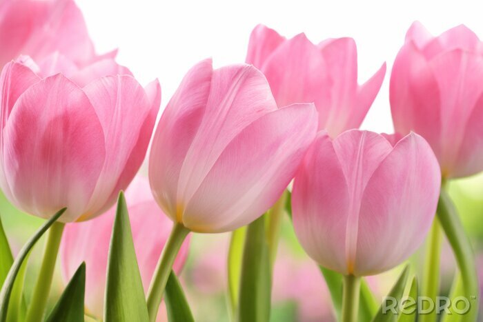 Fotobehang Helder roze tulpen