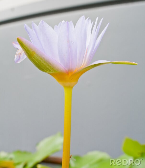 Fotobehang Heldere bloem