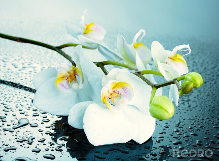 Fotobehang Heldere orchideeën en waterdruppels