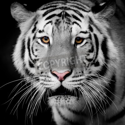 Fotobehang Heldere tijger op donkere achtergrond