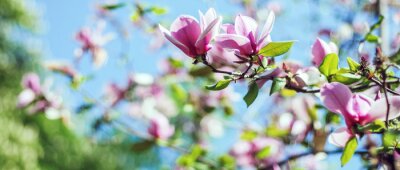 Fotobehang Hemel zon en magnolia's
