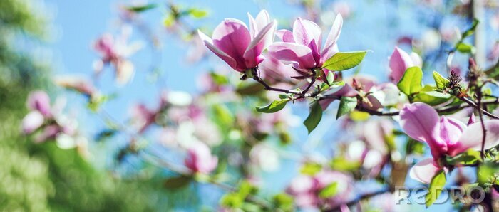Fotobehang Hemel zon en magnolia's