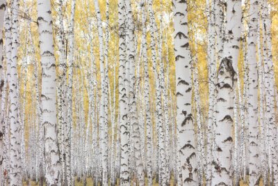 Fotobehang Herfst berkenbos