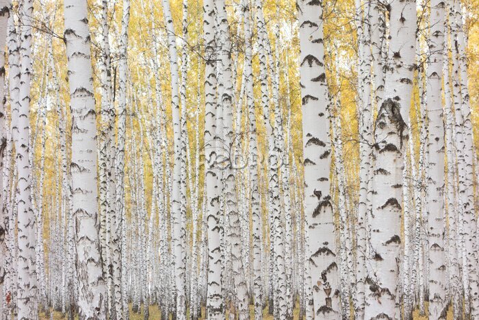 Fotobehang Herfst berkenbos