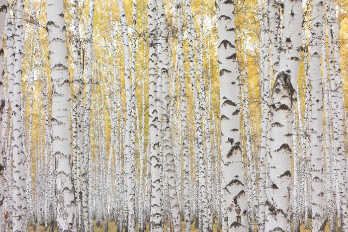 Fotobehang Herfst berkenbos