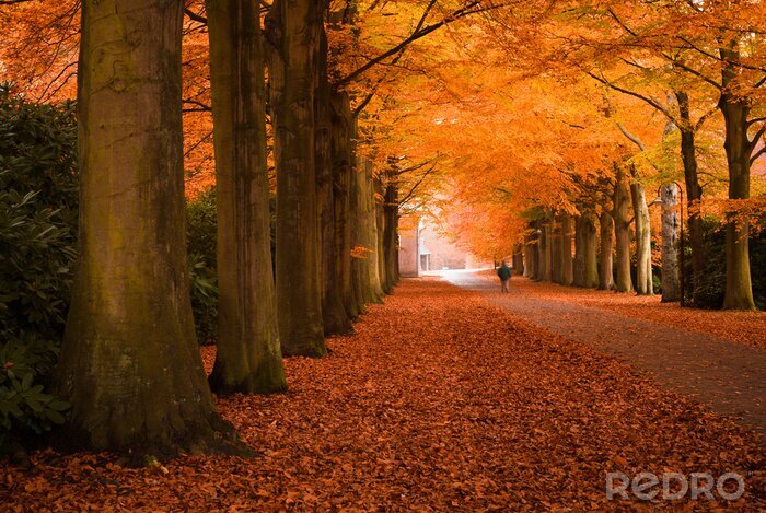 Fotobehang Herfst bomen