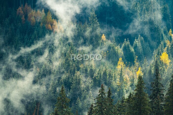 Fotobehang Herfst coniferen