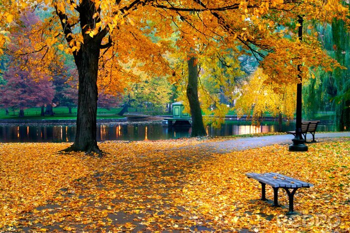 Fotobehang Herfst in Boston openbare tuin