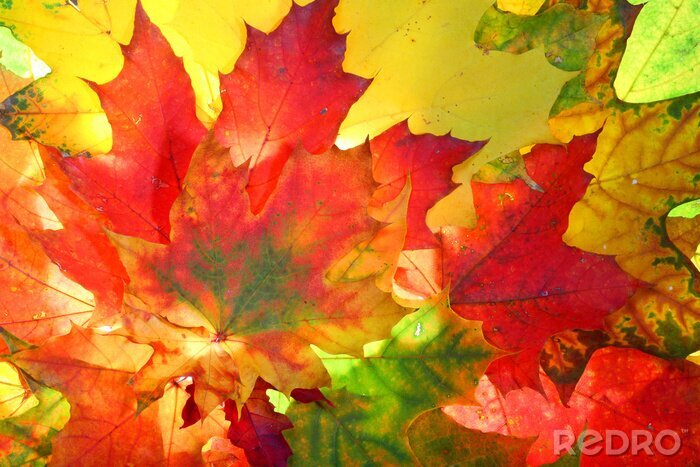 Fotobehang Herfst kleurrijke kleuren