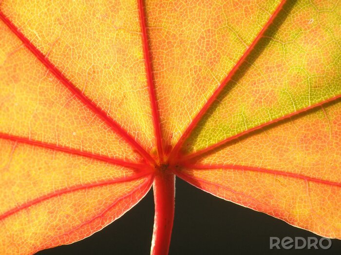 Fotobehang herfst maple leaf