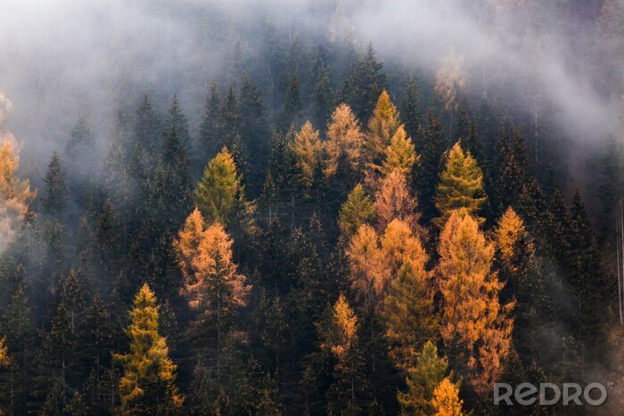 Fotobehang Herfst mist
