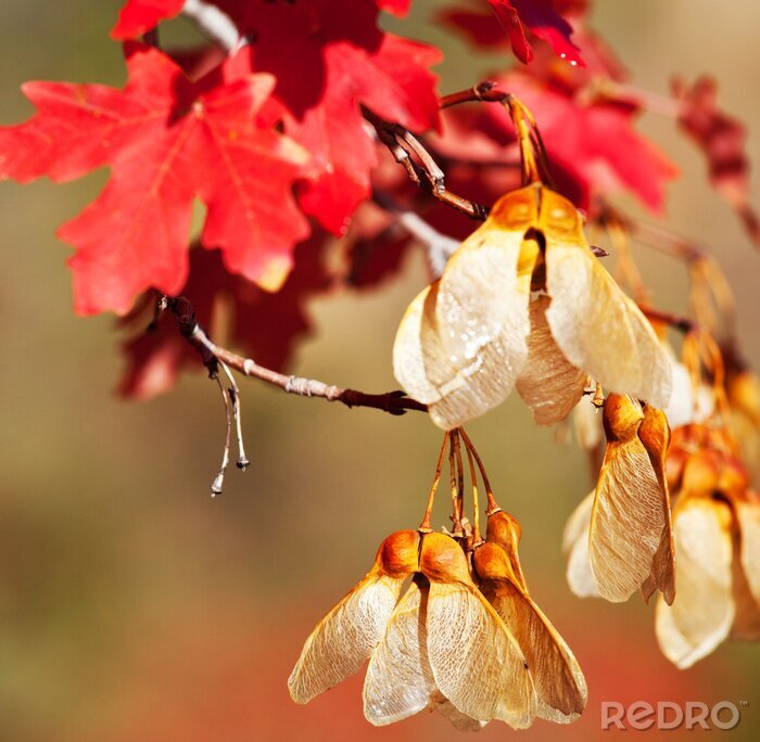 Fotobehang Herfst natuur in rood