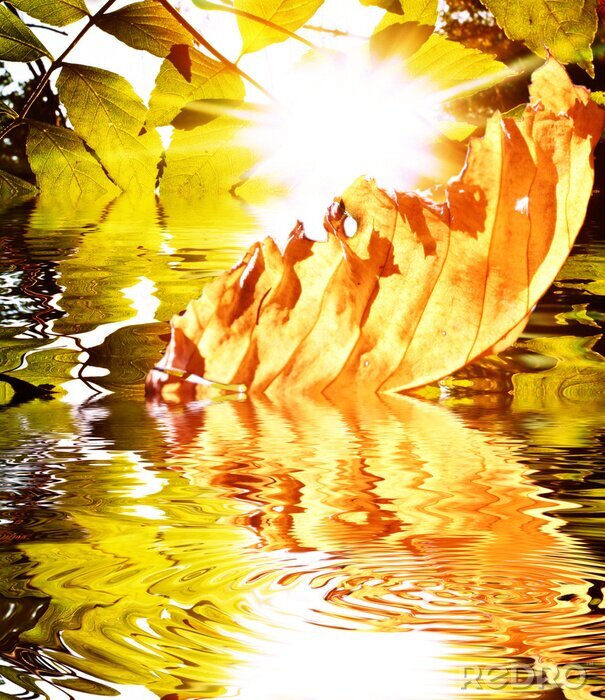 Fotobehang Herfst natuur in water
