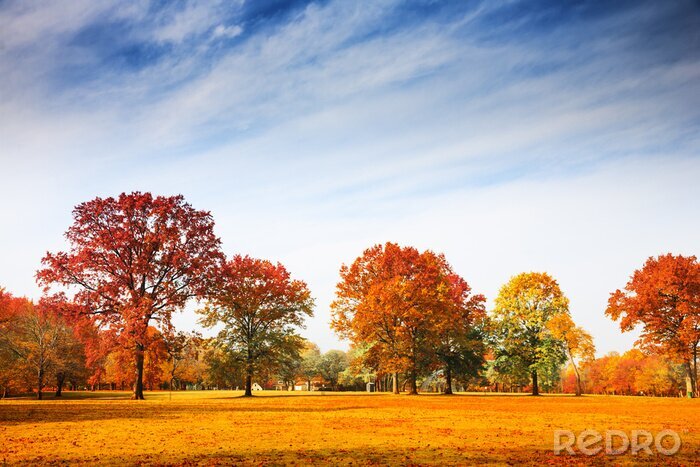 Fotobehang Herfst park op een zonnige dag