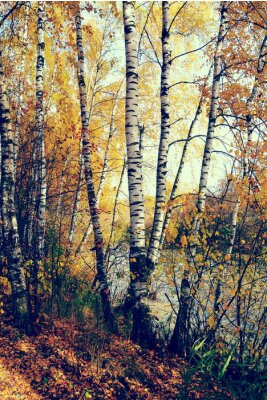 Fotobehang Herfstberken en dorre bladeren