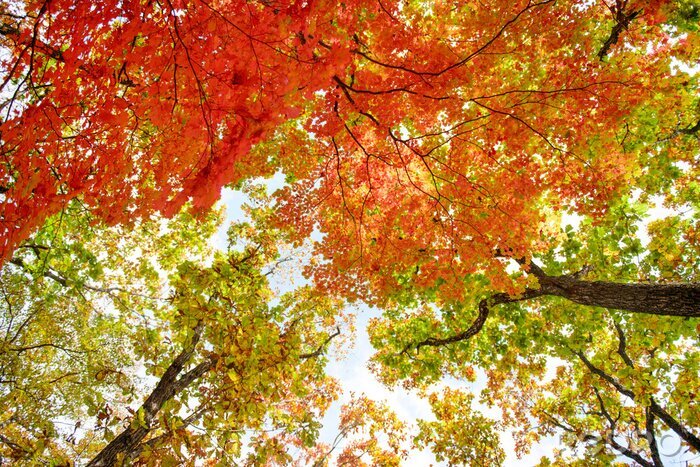 Fotobehang Herfstbladeren aan de bomen