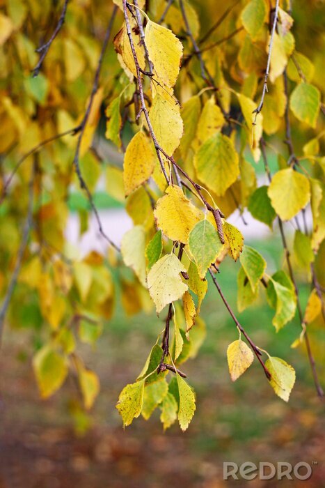 Fotobehang Herfstbladeren aan een berkenboom