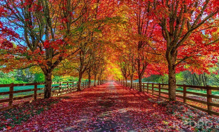 Fotobehang Herfstbladeren en bomen