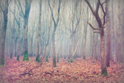 Fotobehang Herfstbladeren in het bos