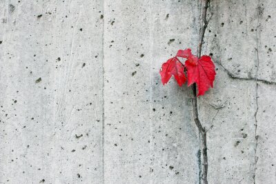 Fotobehang Herfstbladeren op de muur
