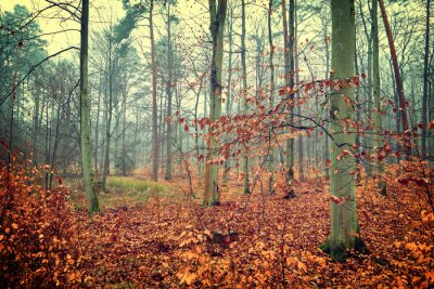 Fotobehang Herfstbomen in een bos